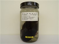 藏品(臺灣藍鵲)的圖片